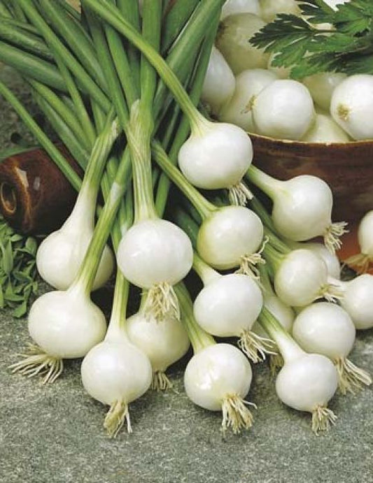 Paris Silverskin Onion