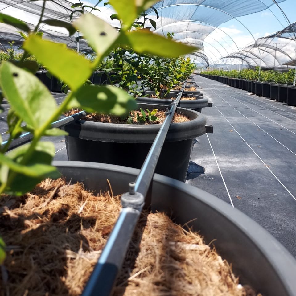 Toro Blue Stripe® Round Hose 52 mil, 20 mm Inside Diameter