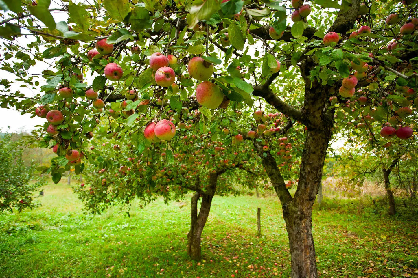 Apple Tree - Pommier