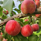 Chestnut Crab Apple