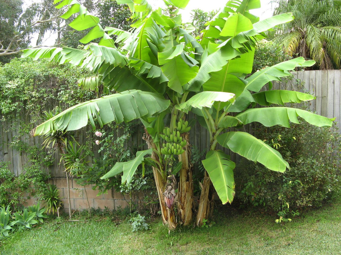 Banana Plant - Bananier