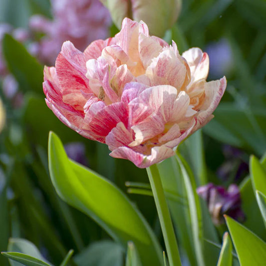 Pep Talk Tulip Bulbs