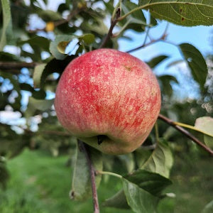 Dexter Jackson Ultra Hardy Apple