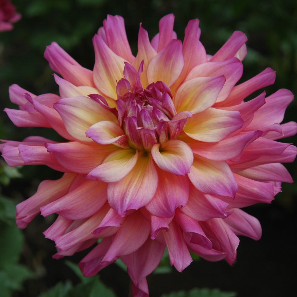 Bahama Mama Dahlia