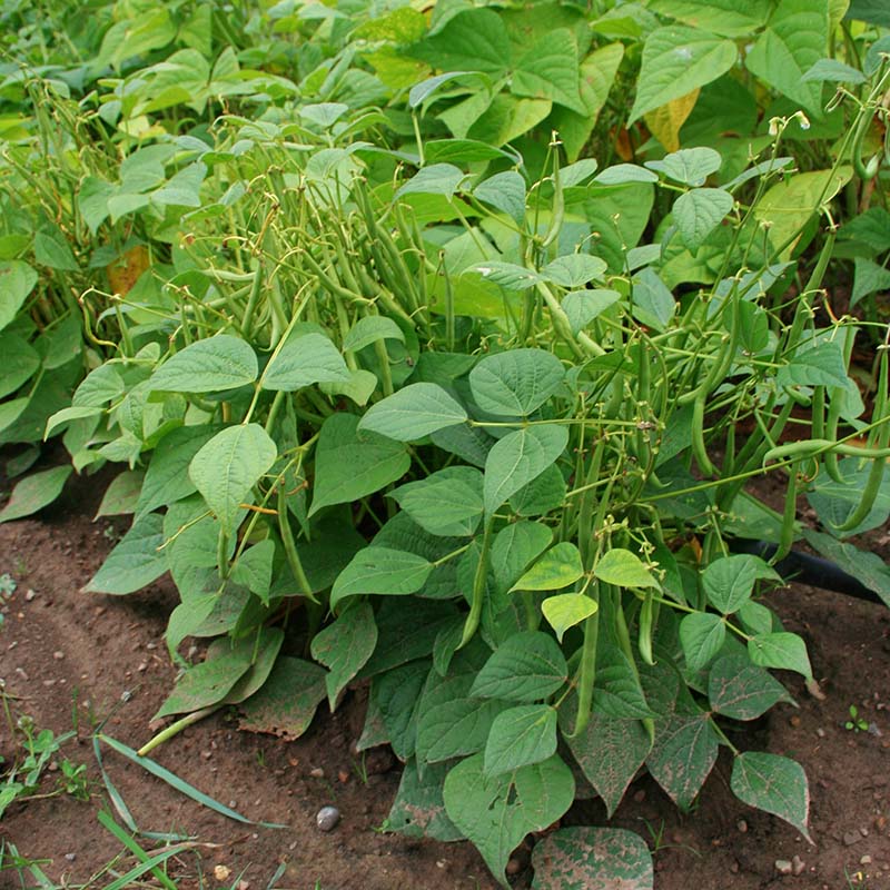 Mascotte Bush Bean Seeds online shopping