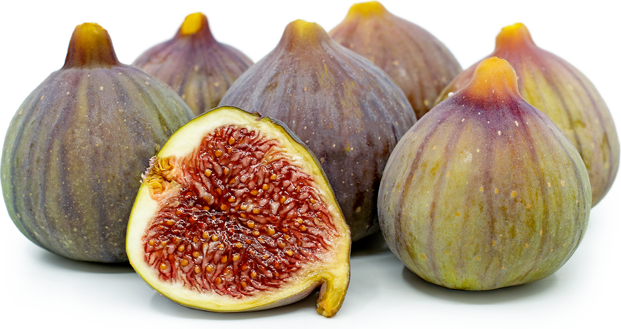 Fig Tree - Figuier