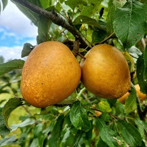 Hudson’s Golden Gem Heirloom Apple