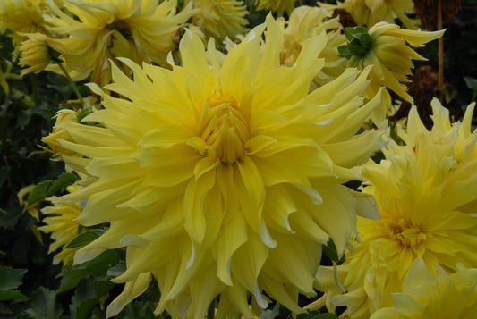 Blondee Dahlia