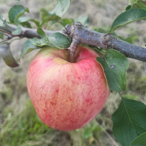 Prairie Sensation Apple