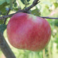 Prairie Sensation Apple