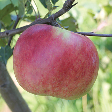 Prairie Sensation Apple