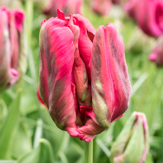 Red Madonna Tulip Bulbs