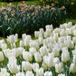 White Emperor Purissima Tulip Bulbs