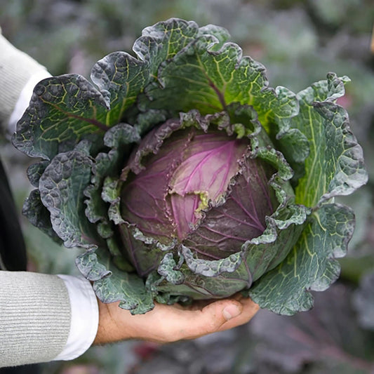 Deadon Cabbage