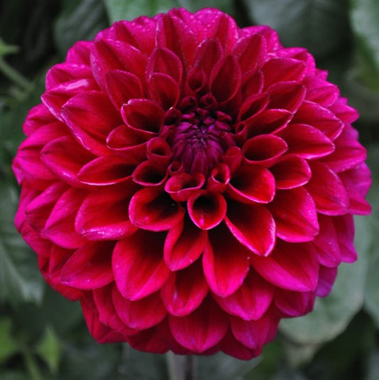 Midnight Dancer Dahlia