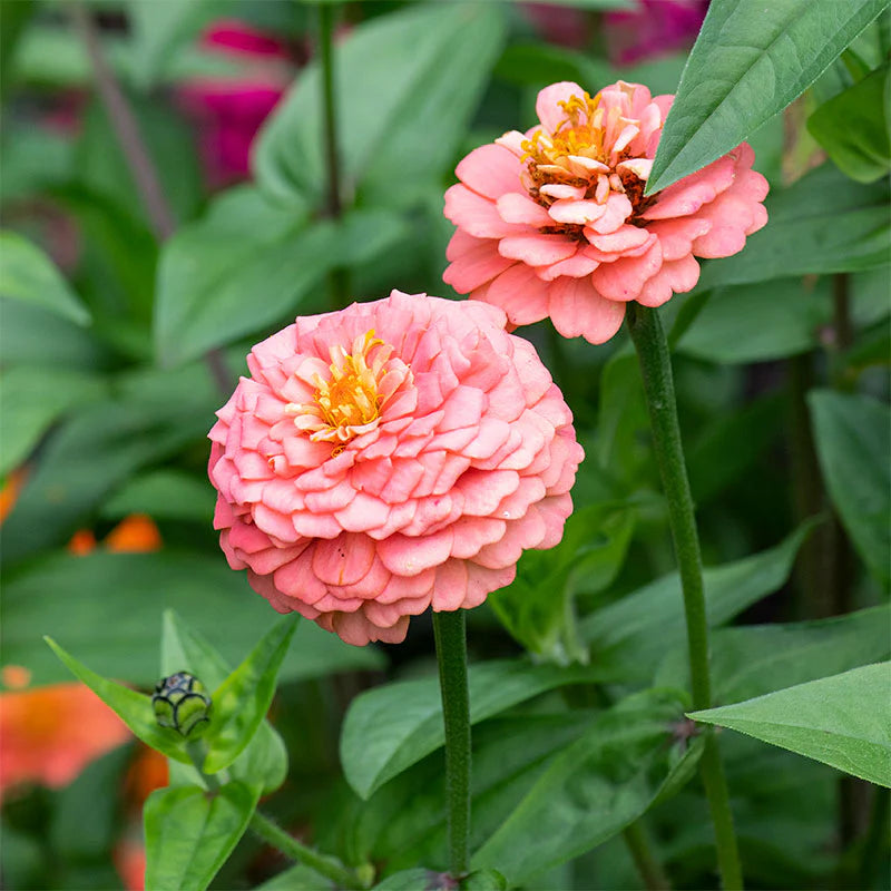 Oklahoma Salmon Zinnia Seeds online shopping