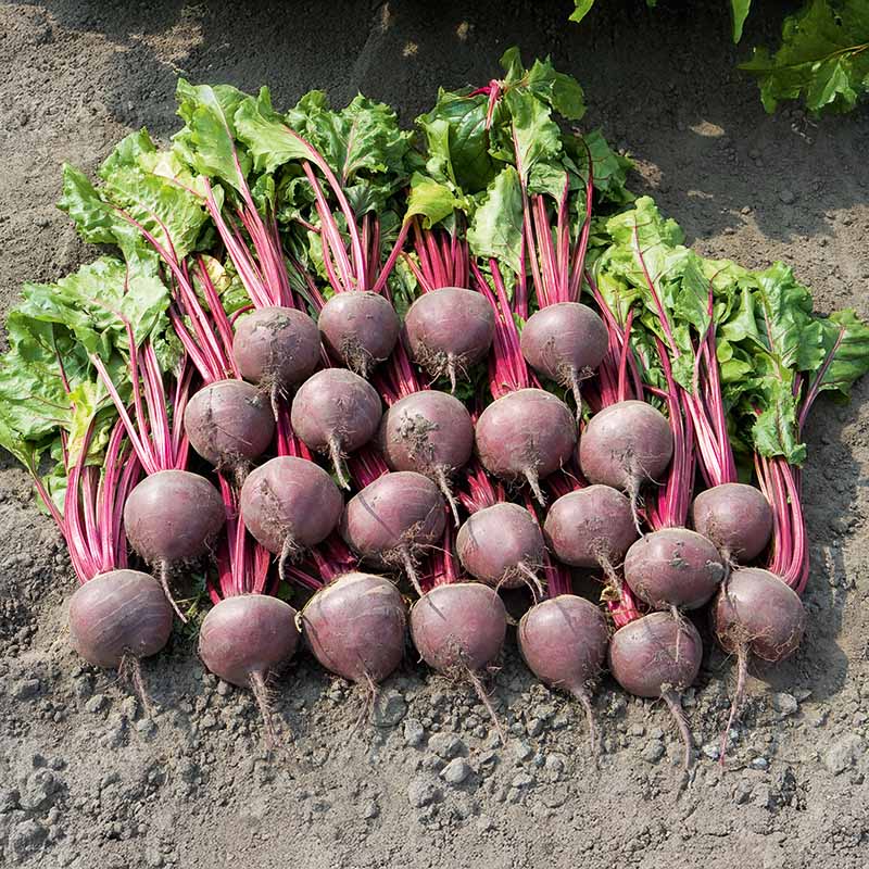 Boro F1 Coated Organic Beet Seeds online shopping