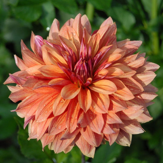 Andy’s Legacy Dahlia