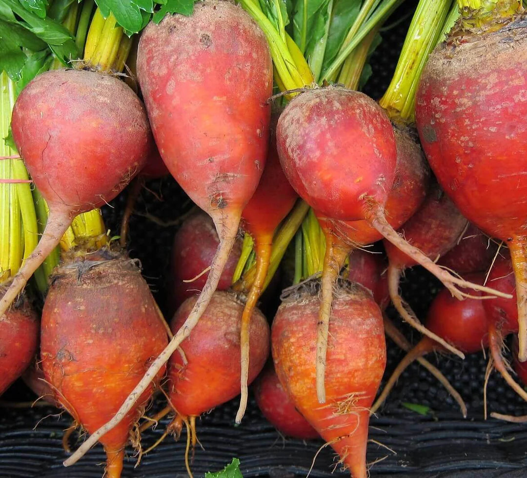 Golden Boy Beet Seeds online shopping