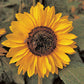 Sonja Sunflower Seeds online shopping