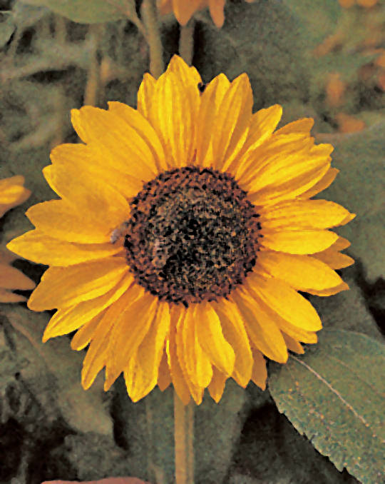 Sonja Sunflower Seeds online shopping