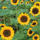 Sonja Sunflower Seeds online shopping