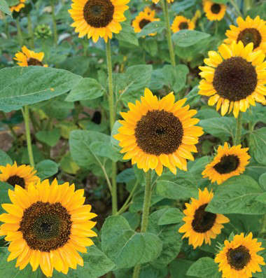 Sonja Sunflower Seeds online shopping
