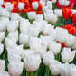 Hakuun Tulip Bulbs