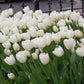 Hakuun Tulip Bulbs