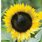 Zohar Sunflower Seeds online shopping