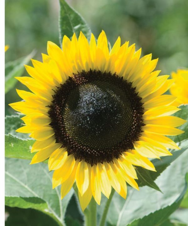 Zohar Sunflower Seeds online shopping
