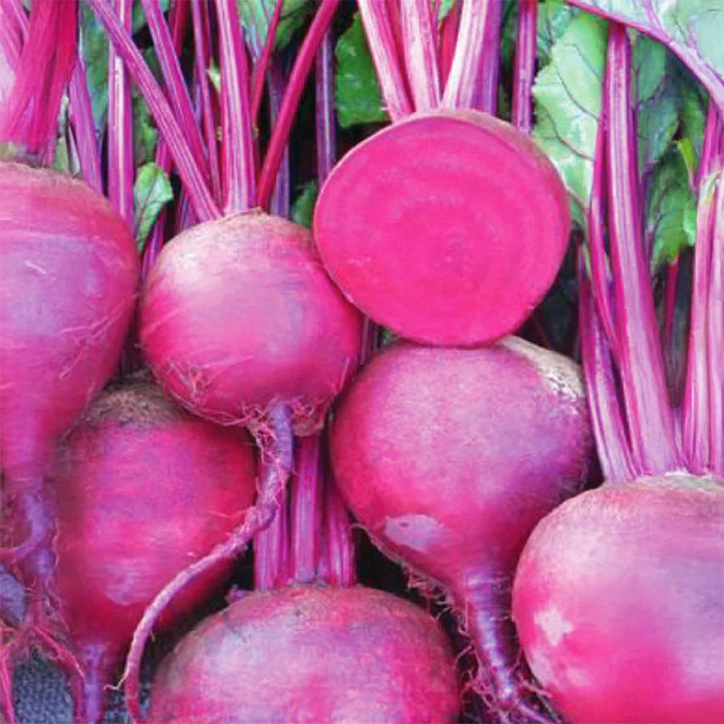 Red Atlas F1 Beet Seeds online shopping