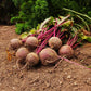 Red Atlas F1 Beet Seeds online shopping