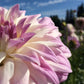 Who Me? Dahlia Plants online shopping