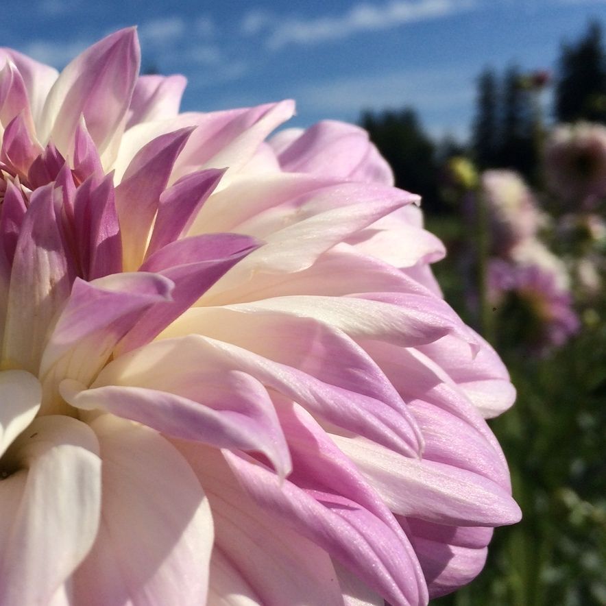 Who Me? Dahlia Plants online shopping