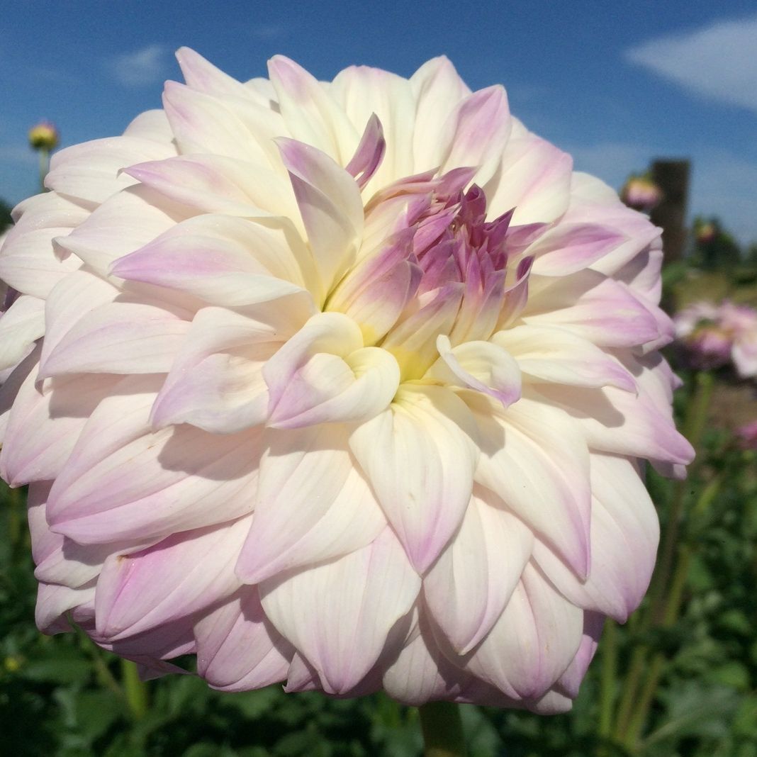 Who Me? Dahlia Plants online shopping