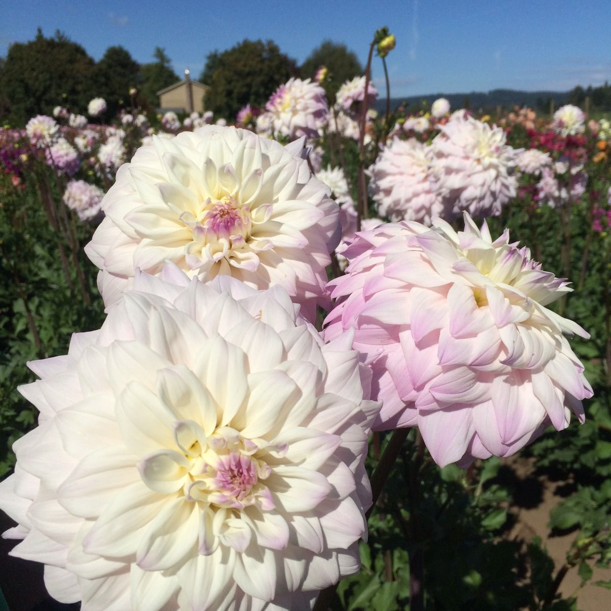 Who Me? Dahlia Plants online shopping
