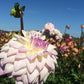 Who Me? Dahlia Plants online shopping