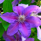 Prince Phillip Clematis Vine