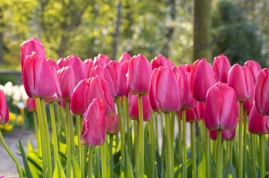 Pink Pride Tulip Bulbs
