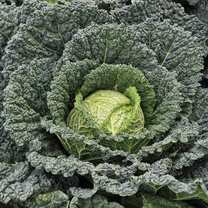 Serpentine Savoy Cabbage