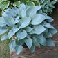 Blue Cadet Hosta Plant