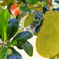 Jackfruit Tree - Jacquier