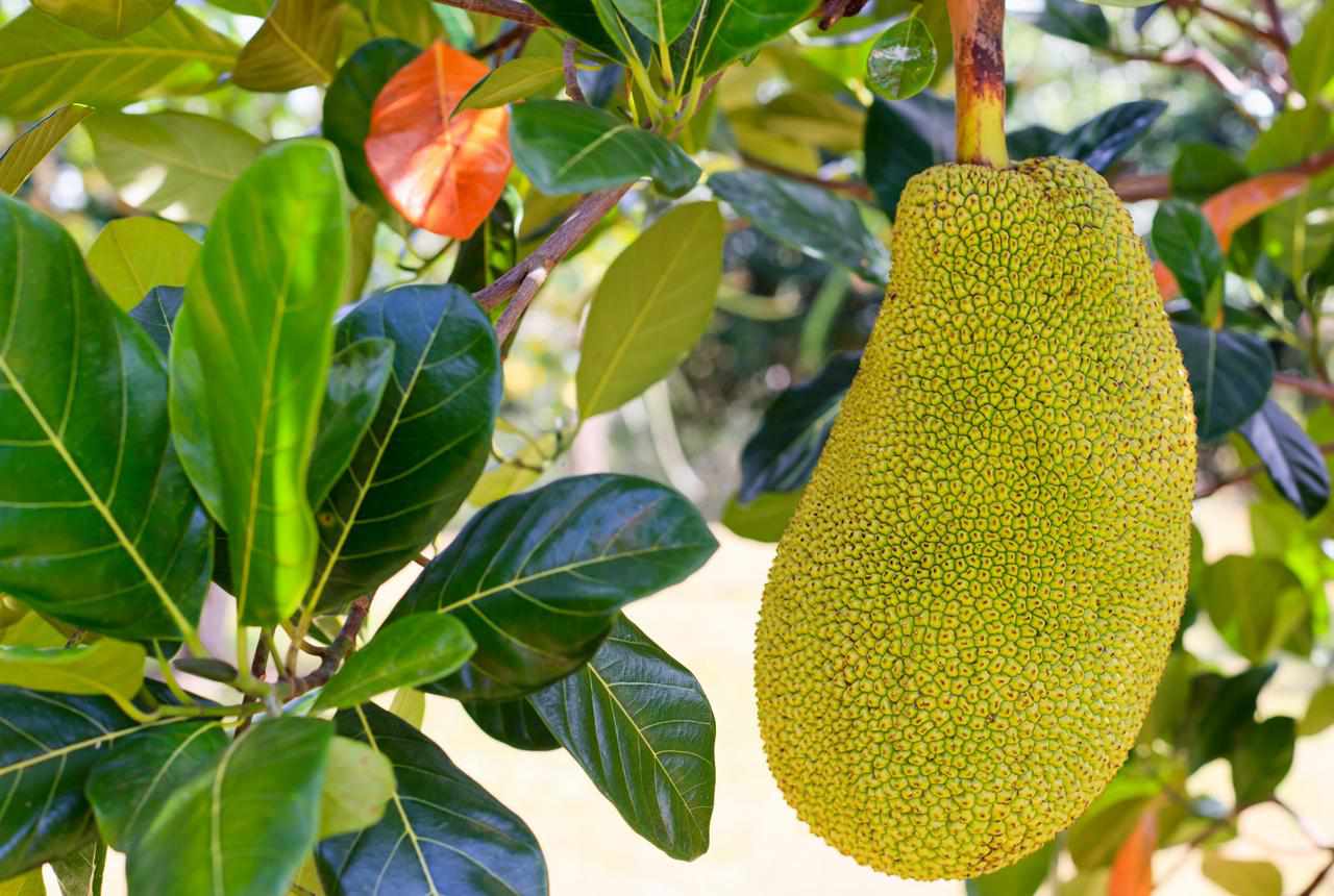 Jackfruit Tree - Jacquier