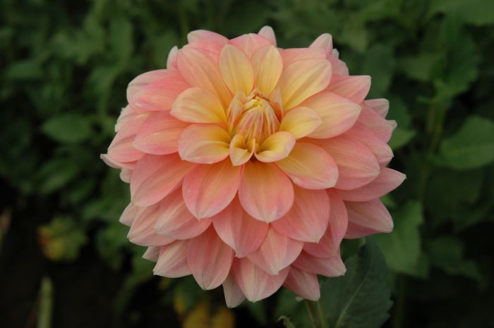 Peaches And Dreams Dahlia