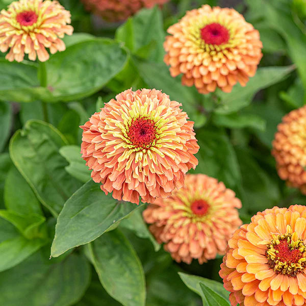 Queeny Lime Orange Zinnia Seeds online shopping