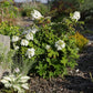 Hydrangea quercifolia Ruby Slippers