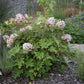 Hydrangea quercifolia Ruby Slippers
