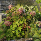 Hydrangea quercifolia Ruby Slippers