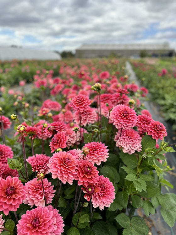 Salmon Runner Dahlia